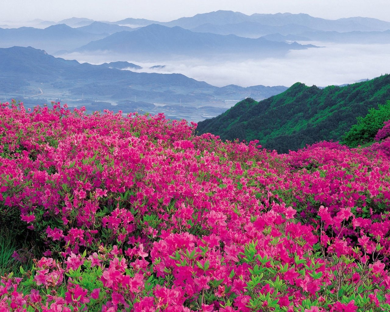 Обои цветы, природа, склон, гора, долина, рододендроны, flowers, nature, slope, mountain, valley, rhododendrons разрешение 1920x1080 Загрузить