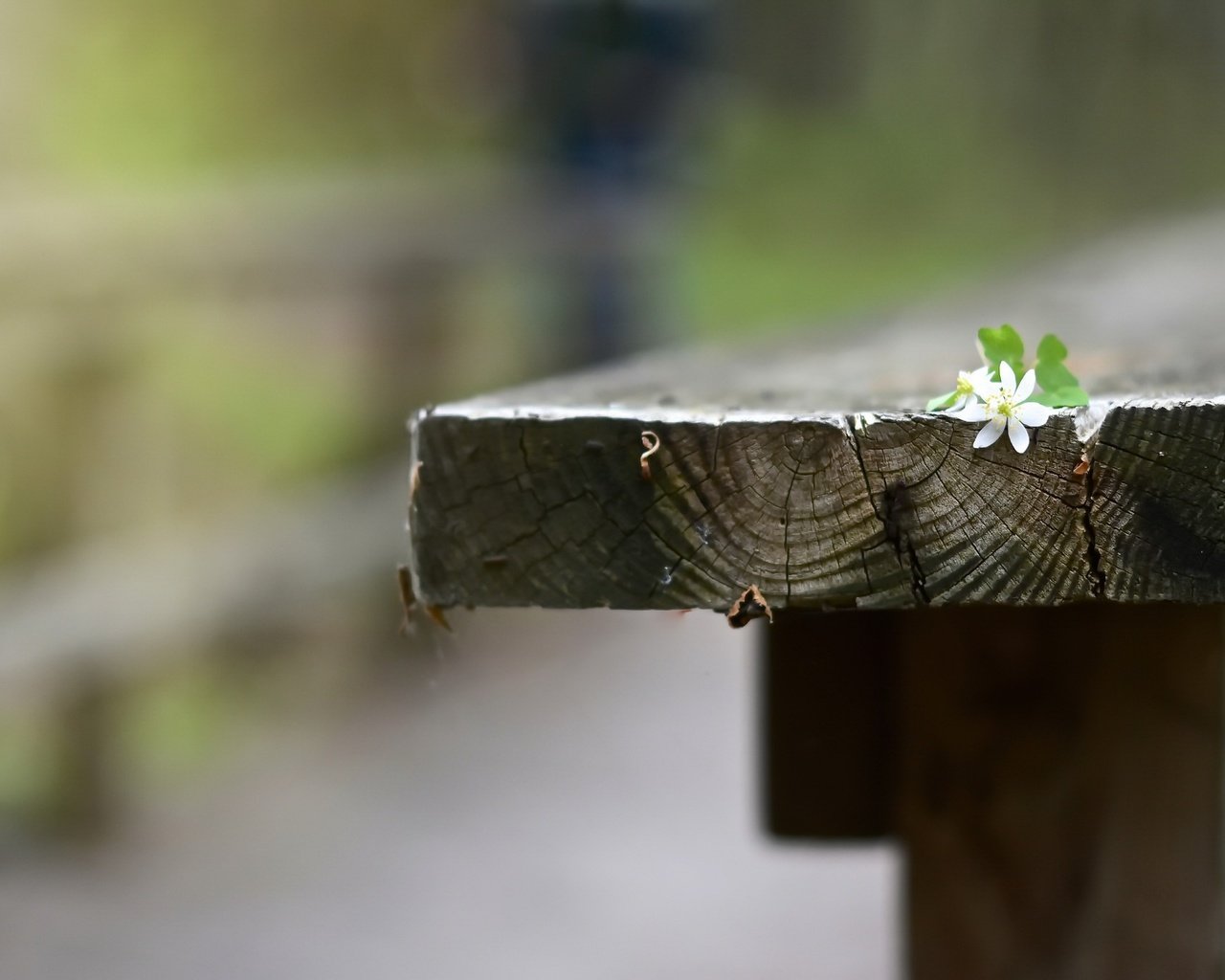 Обои фон, цветок, скамья, background, flower, bench разрешение 2048x1365 Загрузить