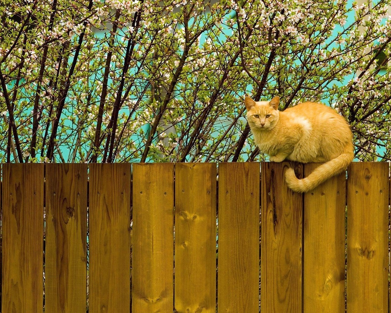 Обои цветение, кот, кошка, забор, весна, рыжий, flowering, cat, the fence, spring, red разрешение 2560x1600 Загрузить