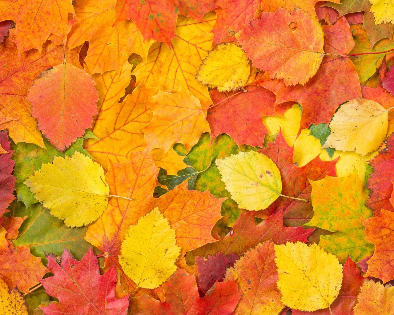 Обои листья, листва, разноцветные, осень, опавшие, осенние, leaves, foliage, colorful, autumn, fallen разрешение 2880x1920 Загрузить