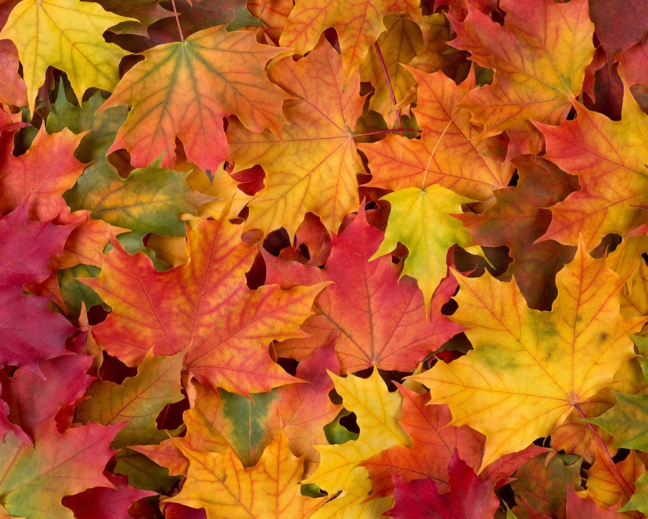 Обои листья, разноцветные, осень, клен, кленовый лист, leaves, colorful, autumn, maple, maple leaf разрешение 2876x1920 Загрузить
