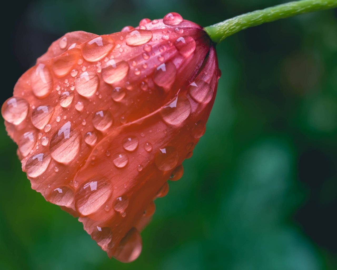 Обои макро, цветок, капли, мак, macro, flower, drops, mac разрешение 2048x1365 Загрузить