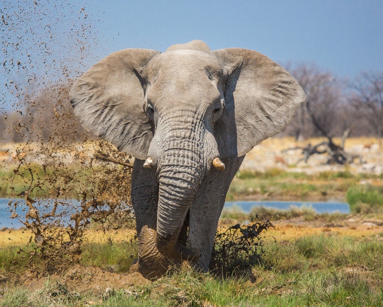 Обои природа, слон, уши, хобот, бивни, nature, elephant, ears, trunk, tusks разрешение 1997x1293 Загрузить