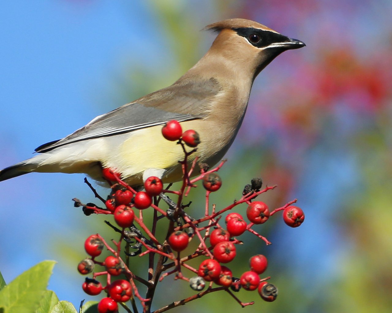 Обои небо, птица, клюв, ягоды, перья, рябина, свиристель, the sky, bird, beak, berries, feathers, rowan, the waxwing разрешение 3840x2160 Загрузить