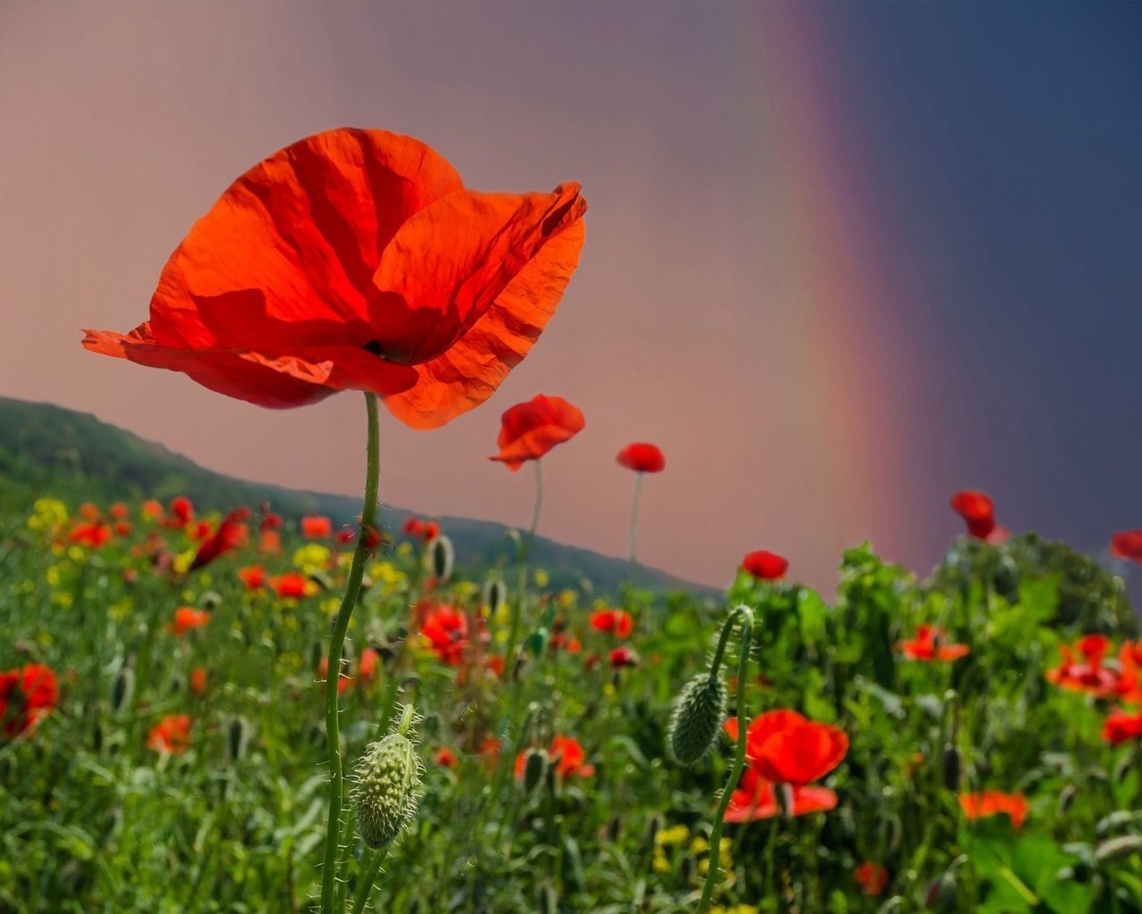 Обои небо, цветы, поле, лето, радуга, красные, маки, the sky, flowers, field, summer, rainbow, red, maki разрешение 2048x1398 Загрузить