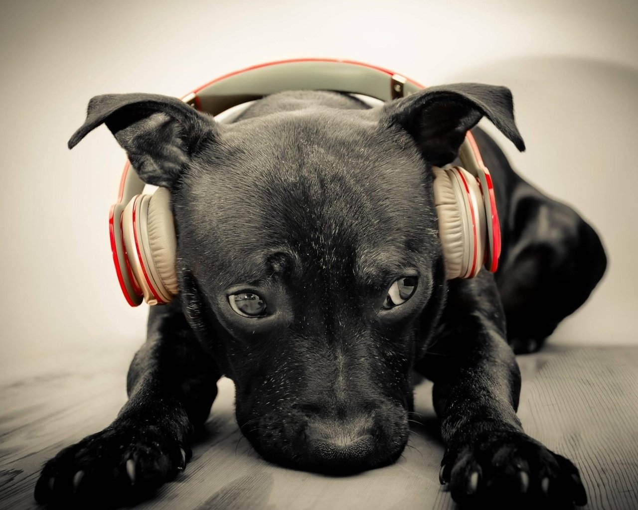 Обои морда, музыка, собака, наушники, щенок, face, music, dog, headphones, puppy разрешение 2560x1600 Загрузить