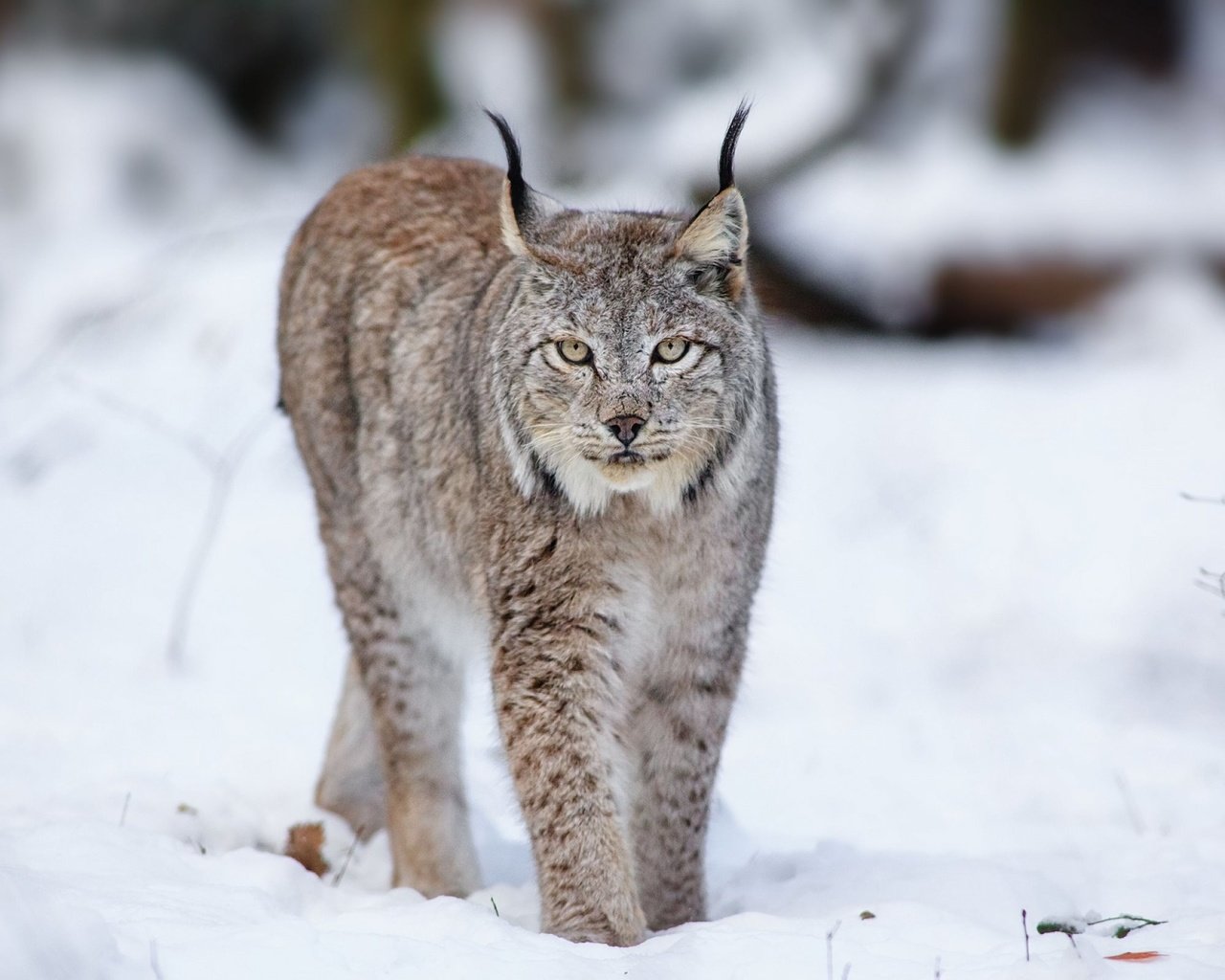 Обои снег, лес, зима, рысь, хищники, snow, forest, winter, lynx, predators разрешение 2560x1600 Загрузить