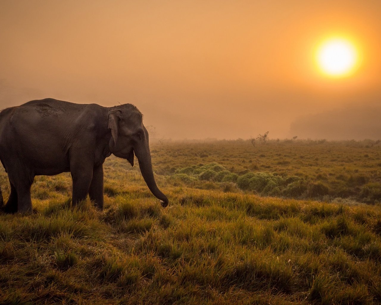 Обои закат, слон, африка, уши, дикая природа, саванна, хобот, sunset, elephant, africa, ears, wildlife, savannah, trunk разрешение 2880x1800 Загрузить