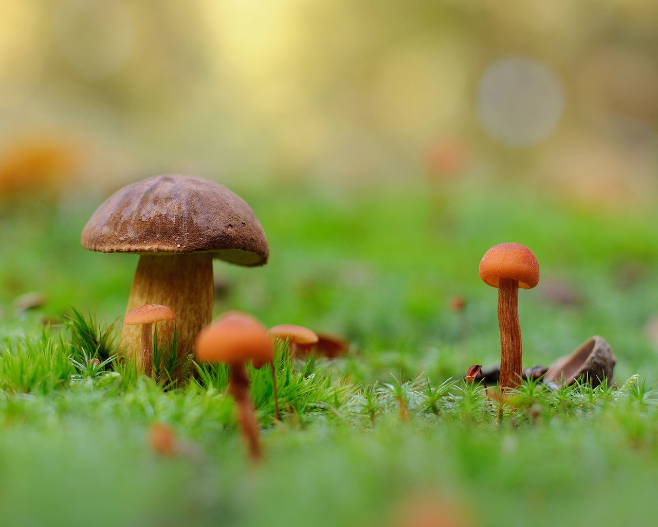 Обои природа, макро, фон, грибы, мох, nature, macro, background, mushrooms, moss разрешение 1920x1200 Загрузить