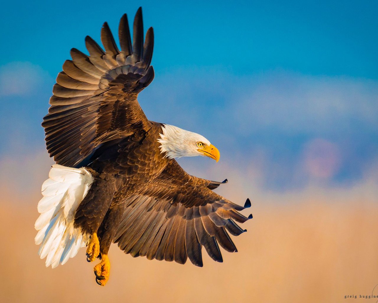 Обои полет, крылья, орел, птица, белоголовый орлан, flight, wings, eagle, bird, bald eagle разрешение 1920x1200 Загрузить