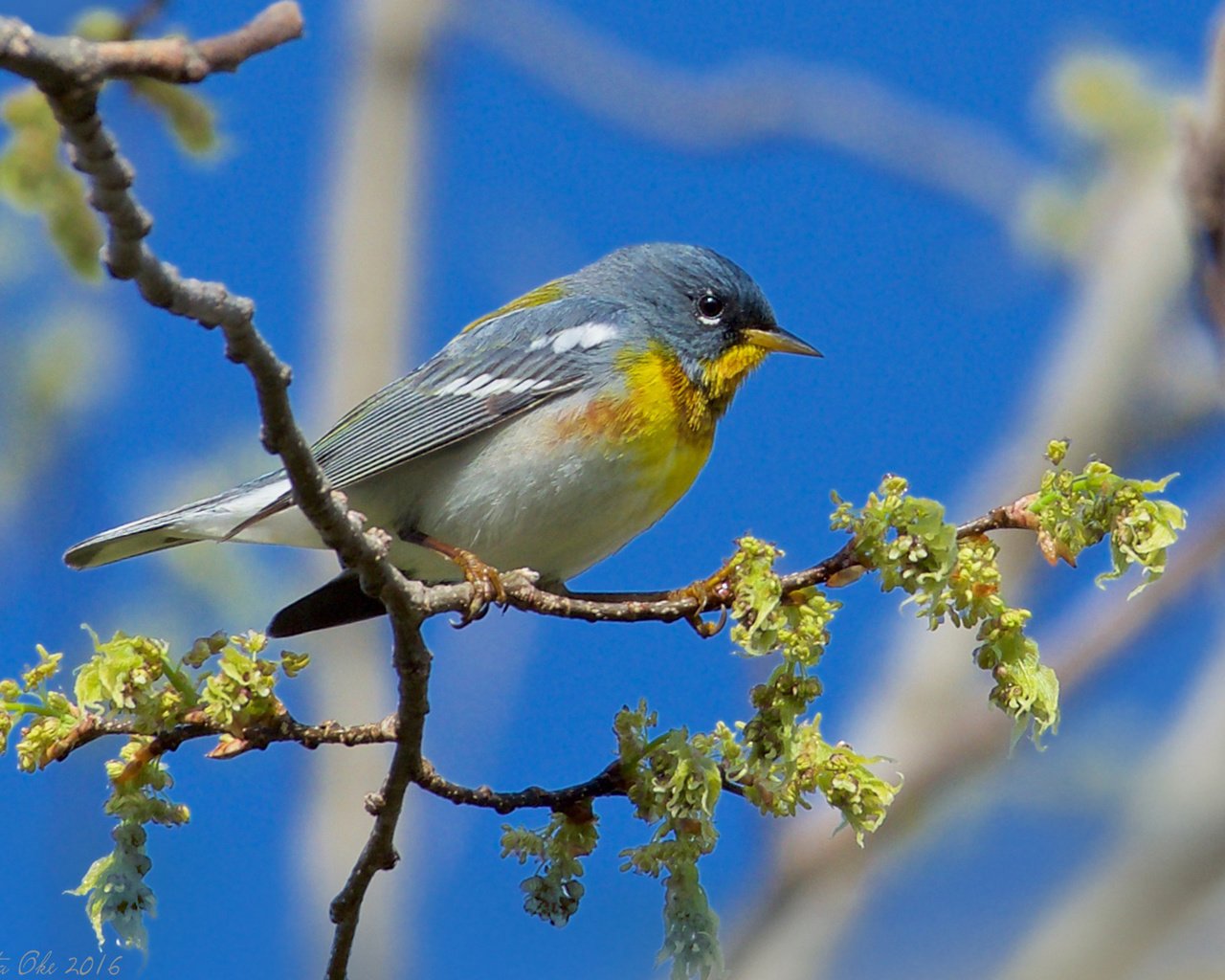 Обои ветка, птица, henrietta oke, белоглазая парула, northern parula., branch, bird, ferruginous of parul разрешение 1920x1200 Загрузить