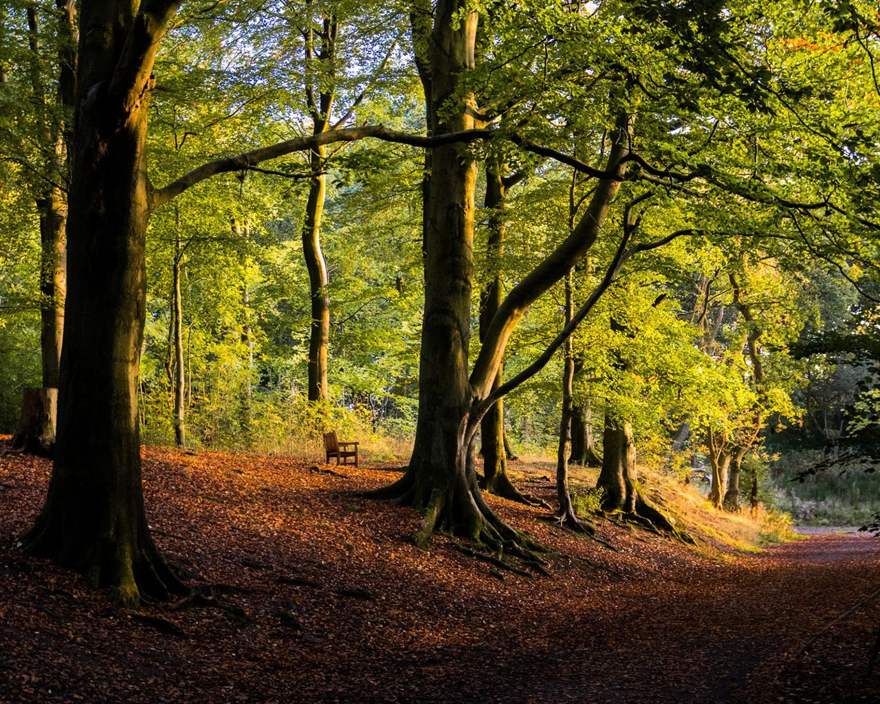 Обои дорога, деревья, природа, лес, парк, осень, road, trees, nature, forest, park, autumn разрешение 1920x1200 Загрузить