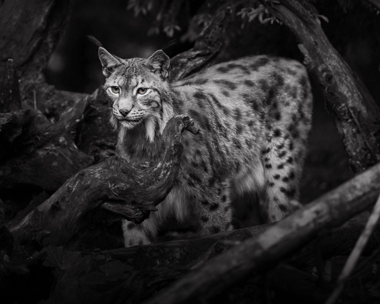 Обои рысь, чёрно-белое, дикая кошка, lena held, lynx, black and white, wild cat разрешение 3612x2502 Загрузить