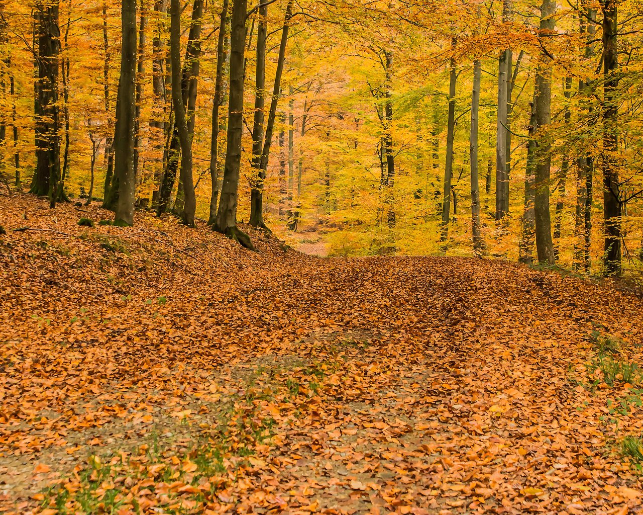 Обои деревья, природа, лес, листья, осень, листопад, trees, nature, forest, leaves, autumn, falling leaves разрешение 3840x2400 Загрузить