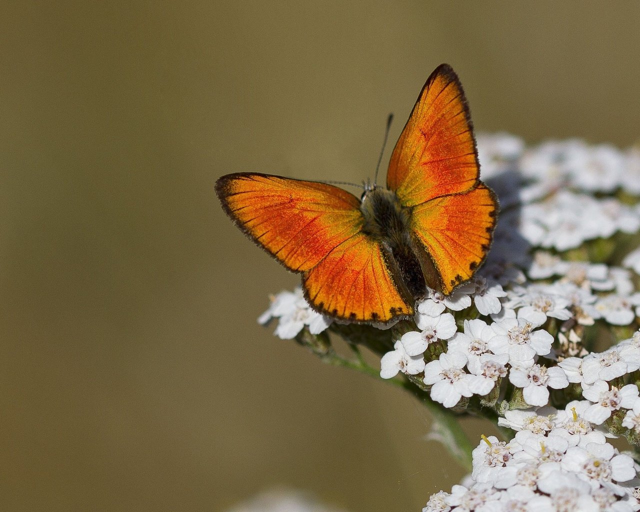 Обои цветы, макро, насекомое, бабочка, крылья, flowers, macro, insect, butterfly, wings разрешение 2048x1366 Загрузить