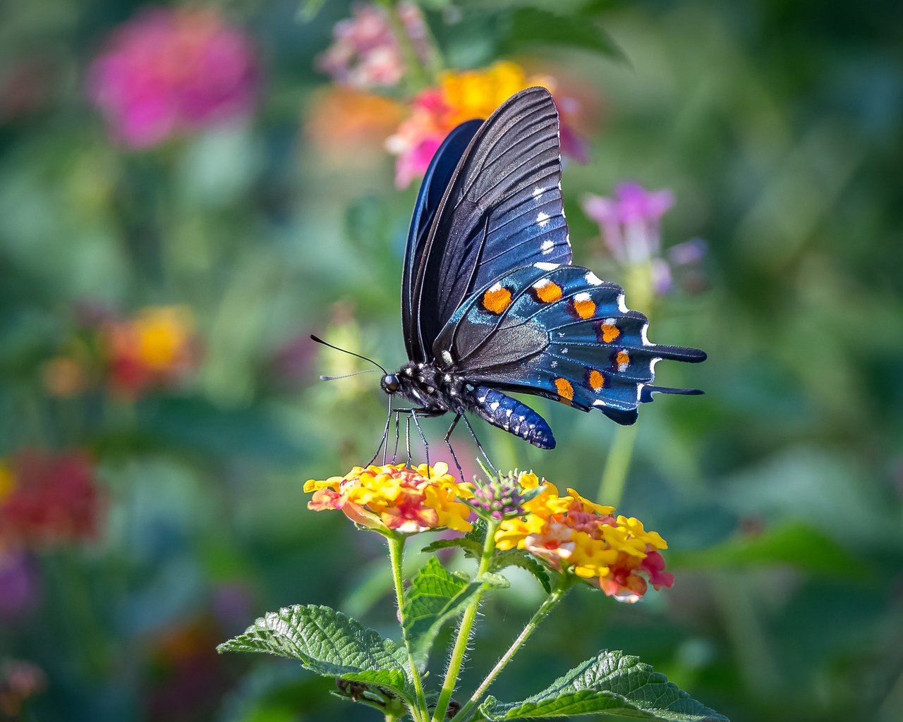 Обои цветы, макро, насекомое, бабочка, крылья, flowers, macro, insect, butterfly, wings разрешение 3822x2548 Загрузить