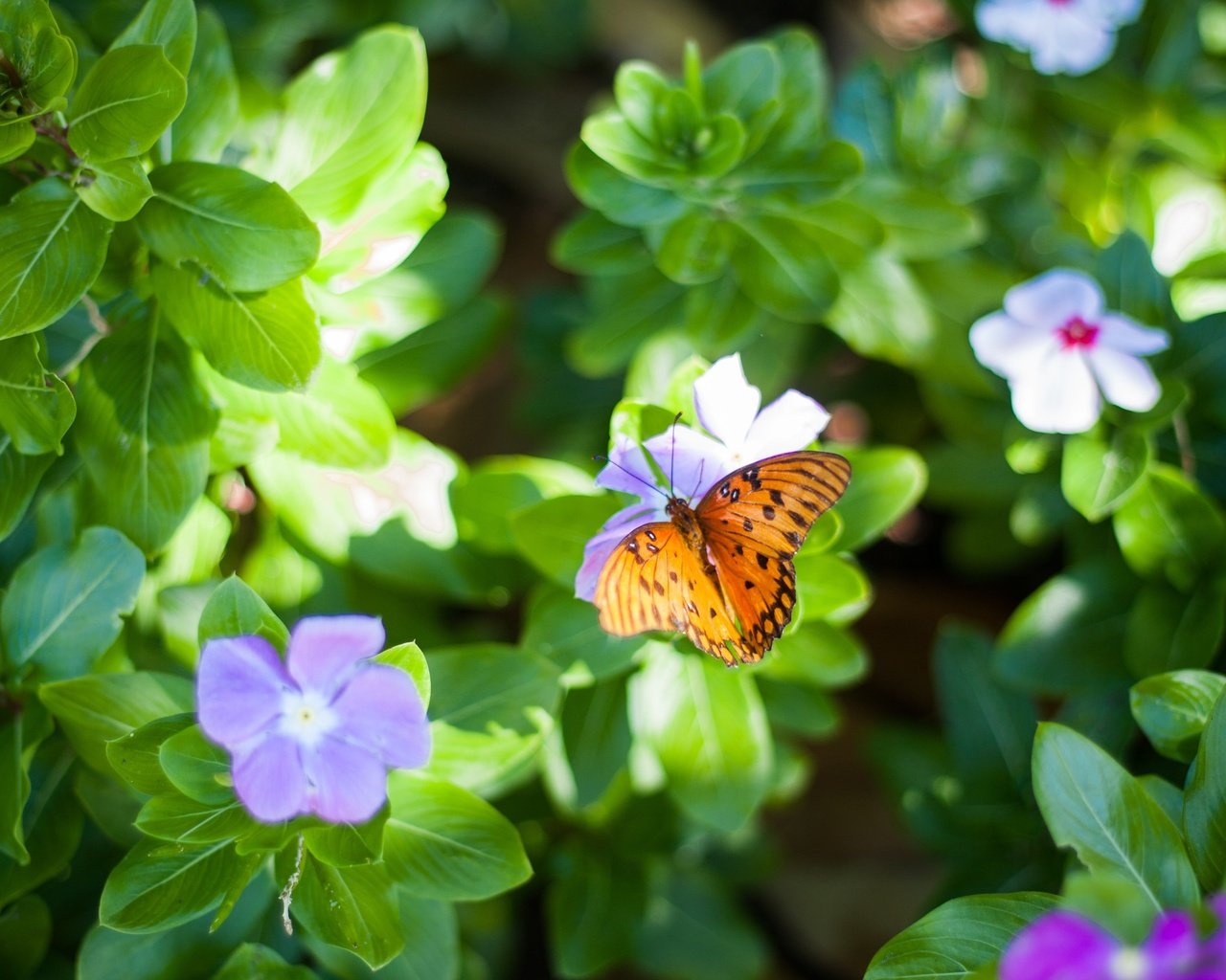 Обои цветы, листья, макро, насекомое, бабочка, крылья, flowers, leaves, macro, insect, butterfly, wings разрешение 3888x2592 Загрузить