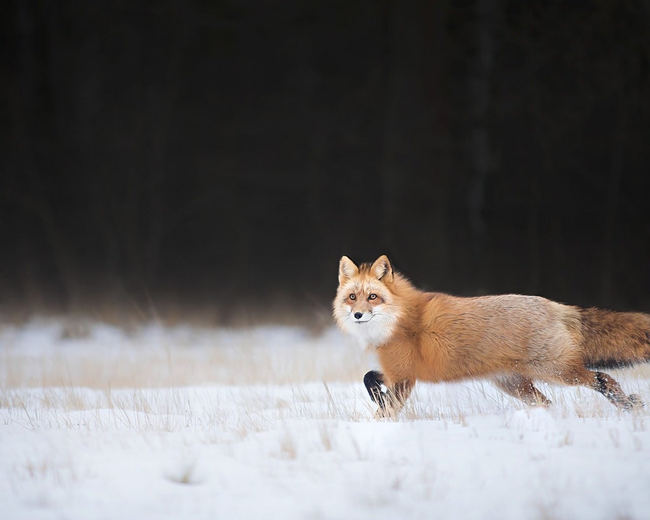 Обои снег, зима, взгляд, лиса, лисица, хвост, snow, winter, look, fox, tail разрешение 1920x1200 Загрузить