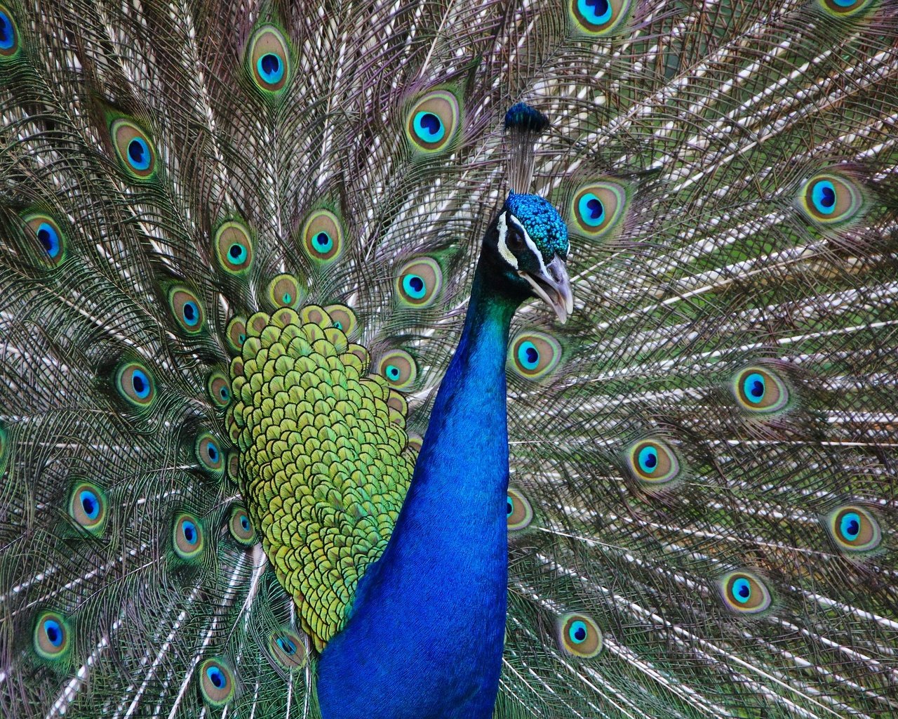 Обои птица, клюв, павлин, хвост, оперение, bird, beak, peacock, tail разрешение 1920x1280 Загрузить