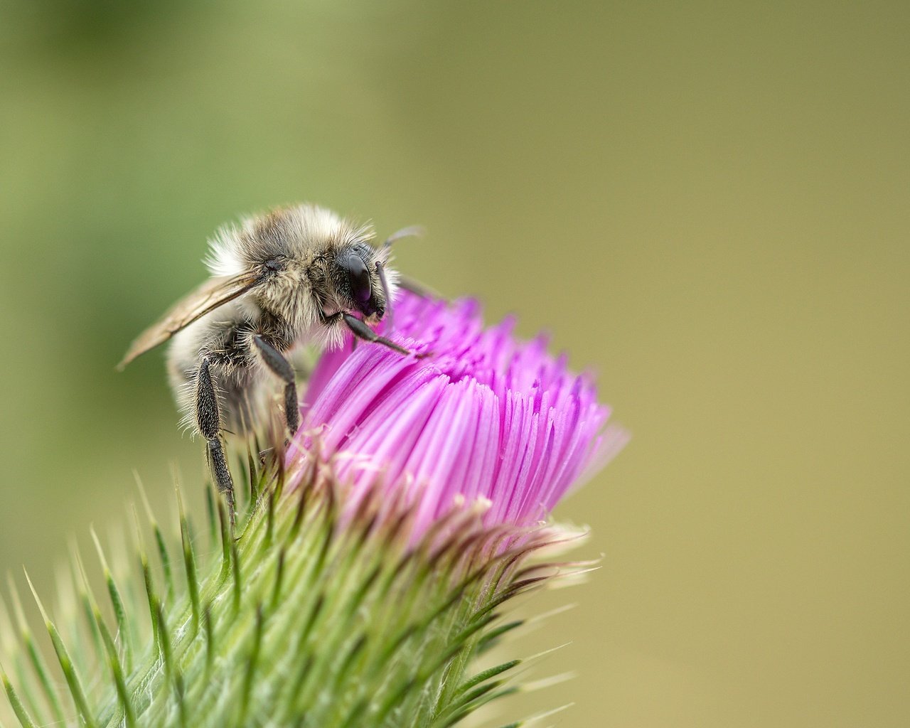 Обои макро, насекомое, цветок, пчела, чертополох, macro, insect, flower, bee, thistle разрешение 1920x1748 Загрузить
