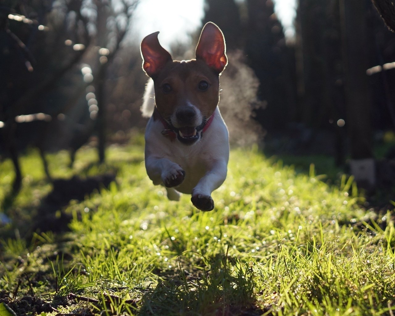 Обои трава, взгляд, собака, прыжок, бег, джек-рассел-терьер, grass, look, dog, jump, running, jack russell terrier разрешение 2560x1600 Загрузить