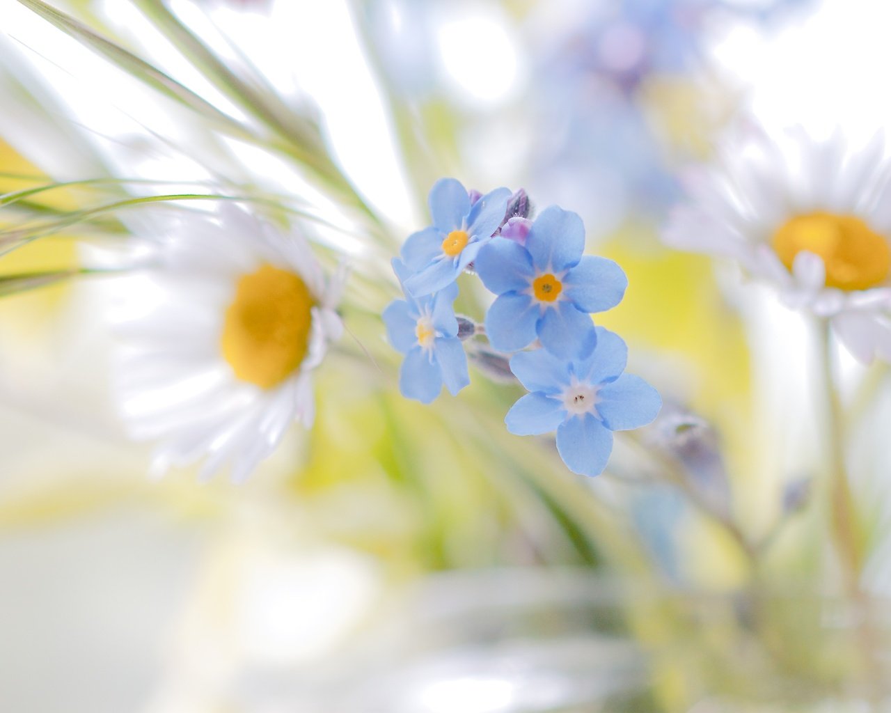 Обои цветы, ромашки, белые, незабудки, голубые, полевые цветы, flowers, chamomile, white, forget-me-nots, blue, wildflowers разрешение 4129x2837 Загрузить