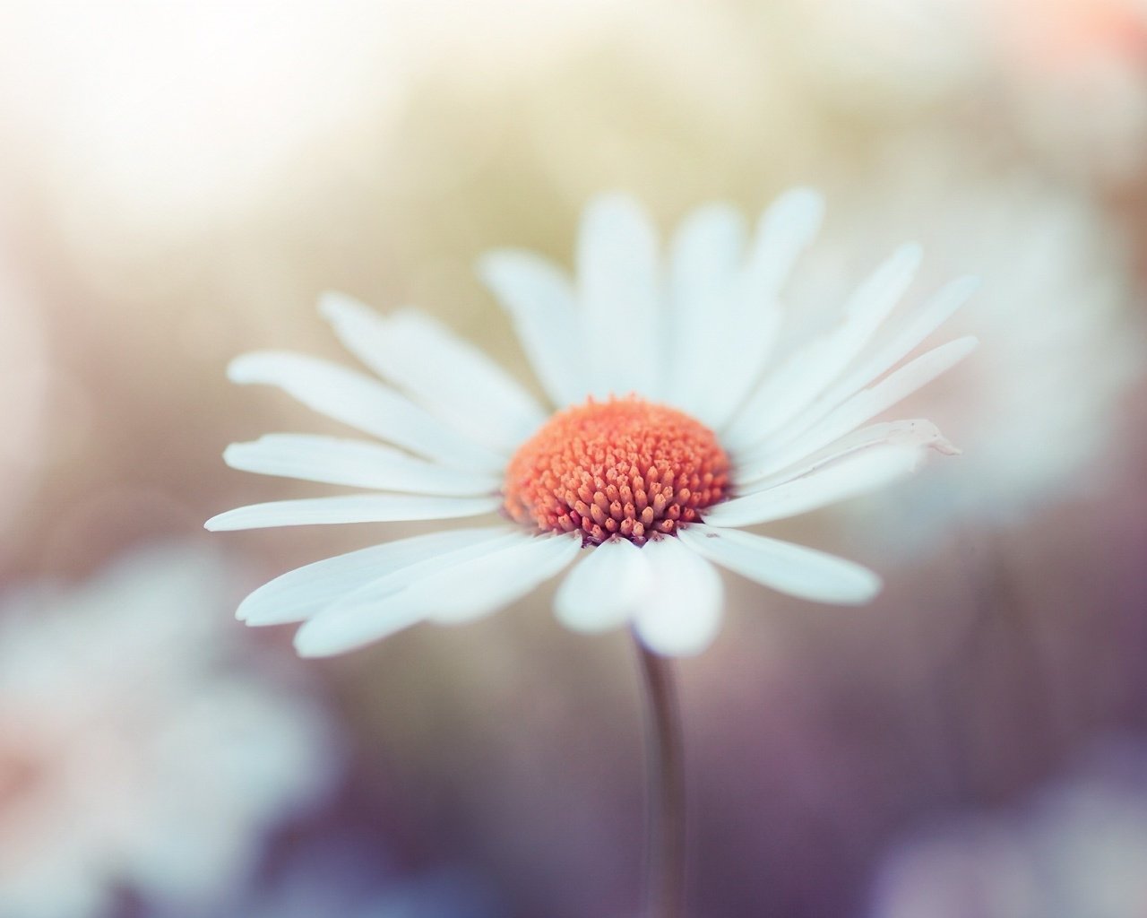 Обои макро, цветок, лепестки, ромашка, robin de blanche, macro, flower, petals, daisy разрешение 2000x1333 Загрузить