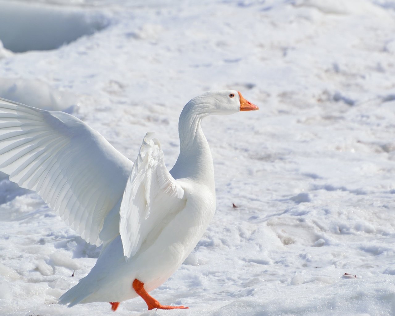 Обои снег, зима, крылья, птица, клюв, перья, гусь, snow, winter, wings, bird, beak, feathers, goose разрешение 3840x2160 Загрузить