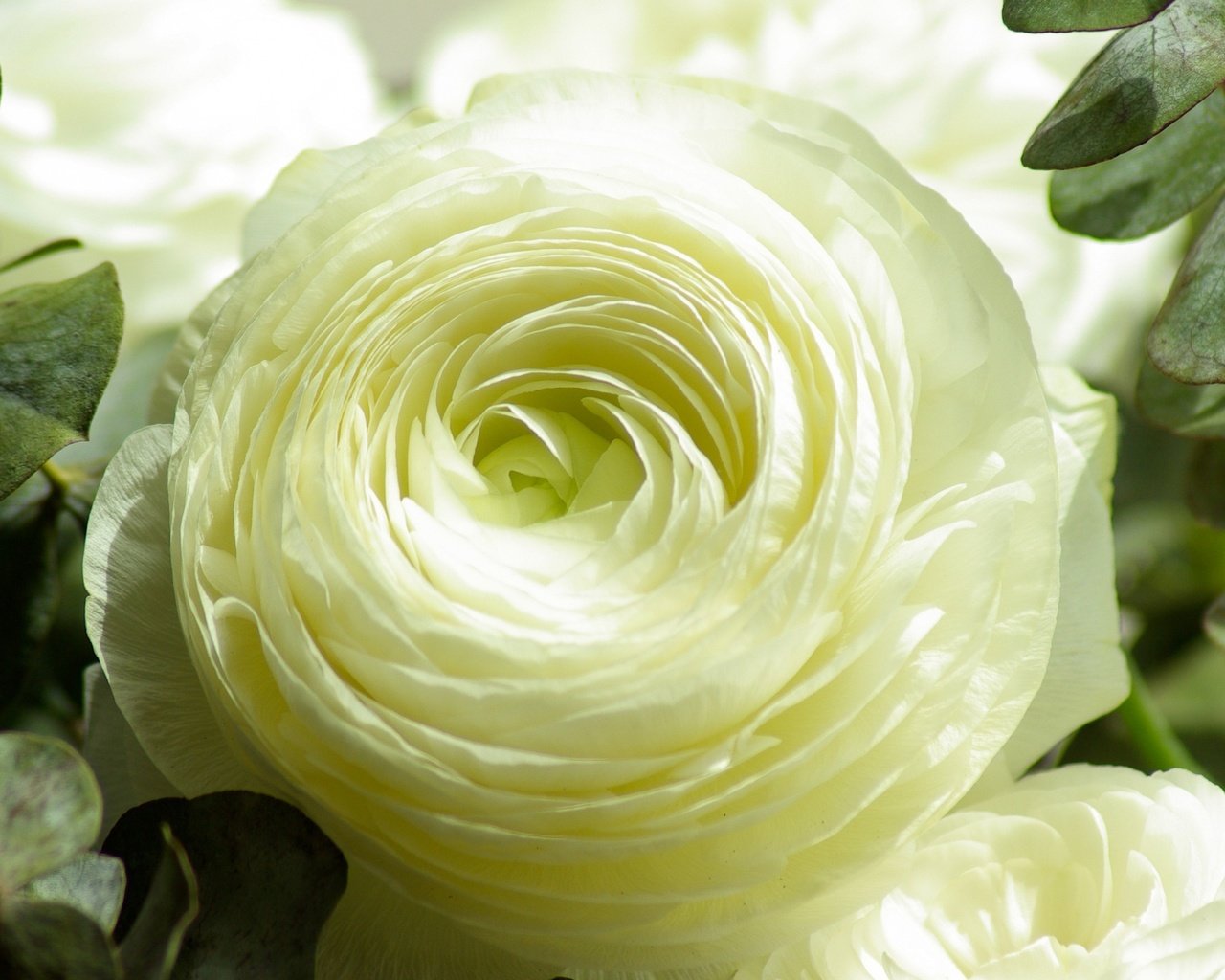 Обои цветок, лепестки, бутон, ранункулюс, лютик, flower, petals, bud, ranunculus, buttercup разрешение 3840x2160 Загрузить