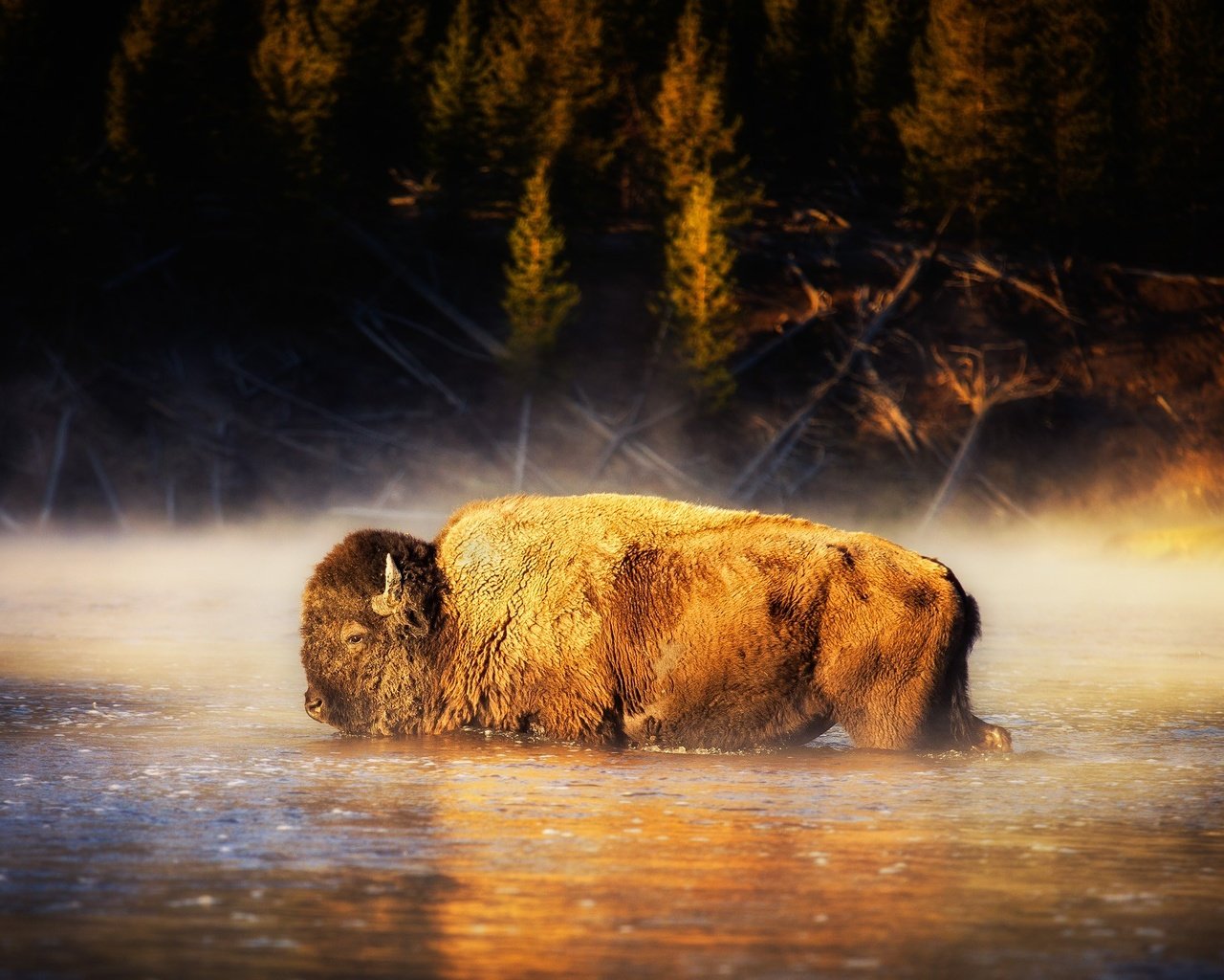 Обои вода, природа, бизон, американский бизон, water, nature, buffalo, american bison разрешение 2000x1334 Загрузить