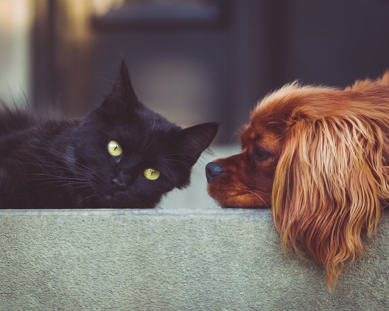 Обои животные, кошка, собака, друзья, черный кот, спаниель, animals, cat, dog, friends, black cat, spaniel разрешение 2175x1548 Загрузить