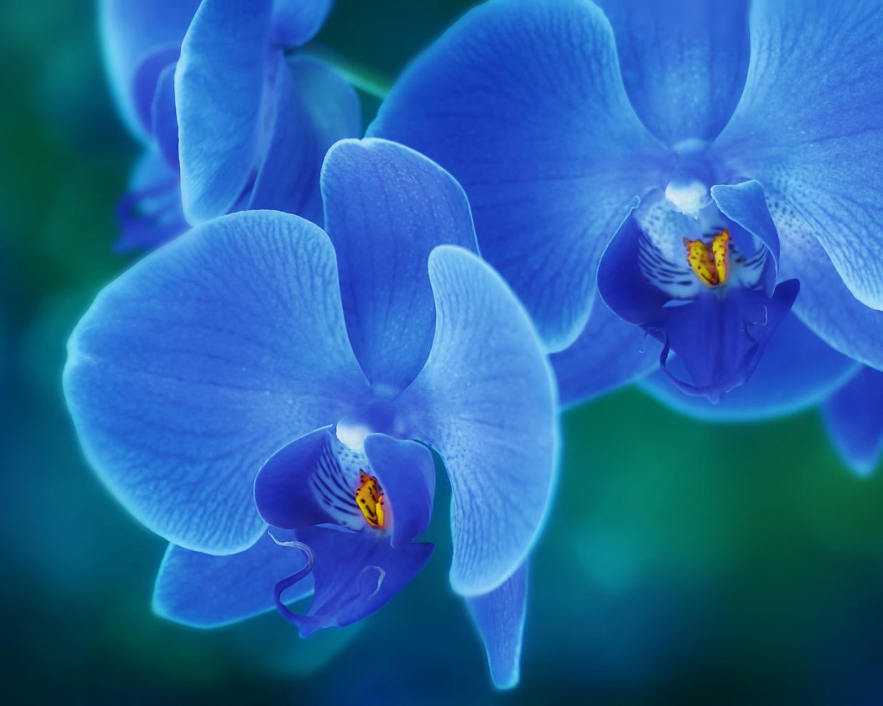 Обои цветы, лепестки, орхидея, flowers, petals, orchid разрешение 1920x1080 Загрузить
