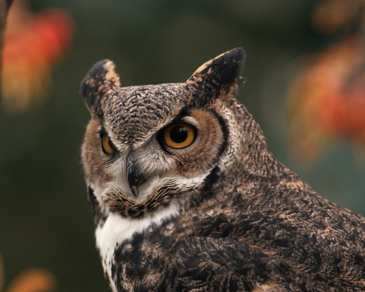 Обои сова, лес, птица, большая рогатая сова, owl, forest, bird, great horned owl разрешение 1920x1200 Загрузить