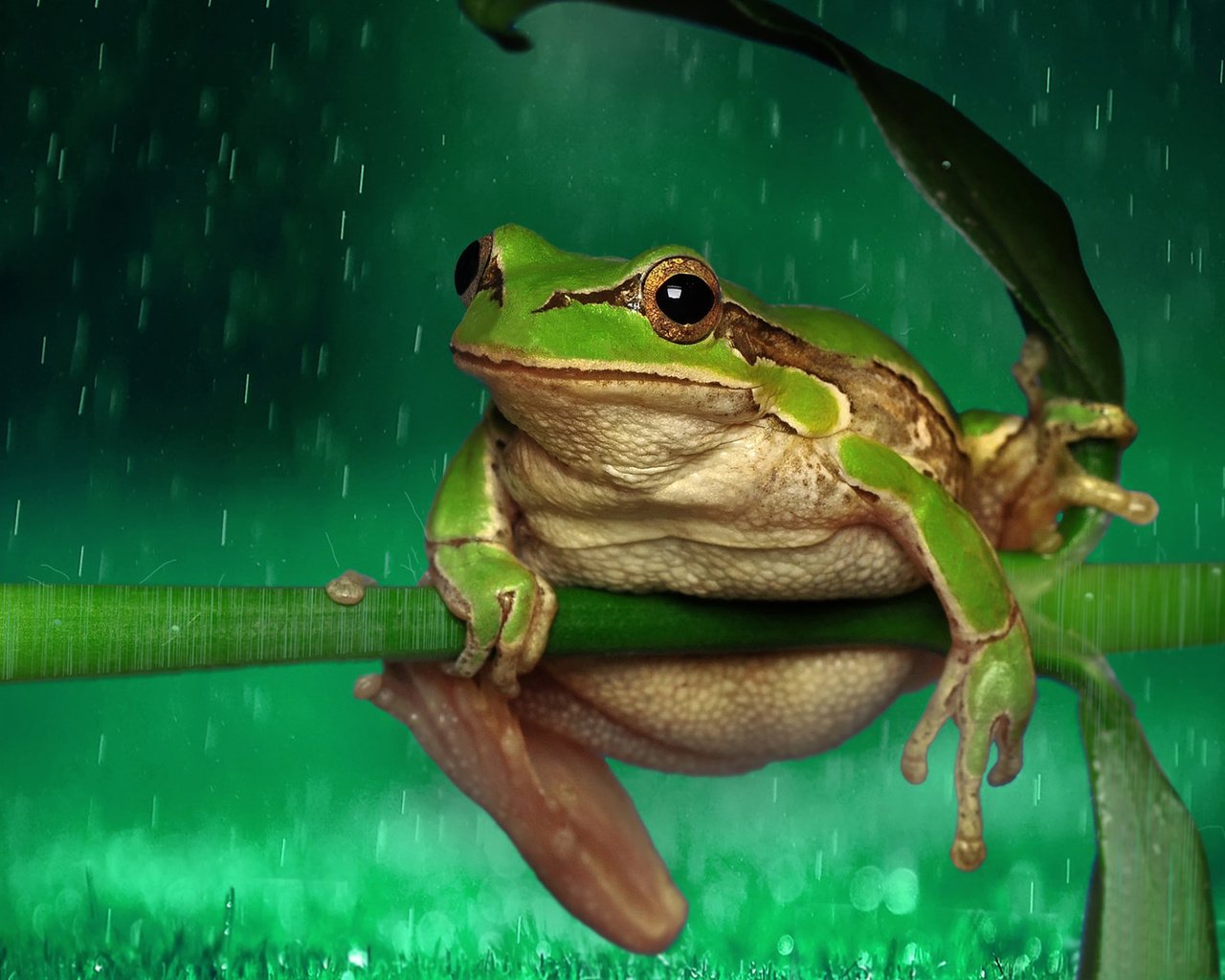 Обои лягушка, дождь, растение, стебель, капли дождя, frog, rain, plant, stem, raindrops разрешение 1920x1200 Загрузить