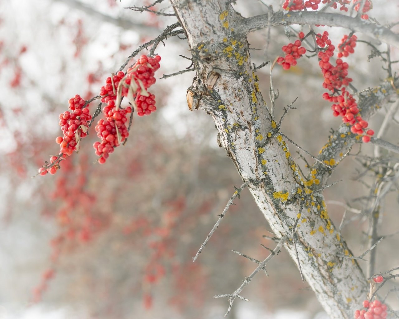 Обои природа, дерево, зима, ветки, размытость, ягоды, nature, tree, winter, branches, blur, berries разрешение 1920x1200 Загрузить