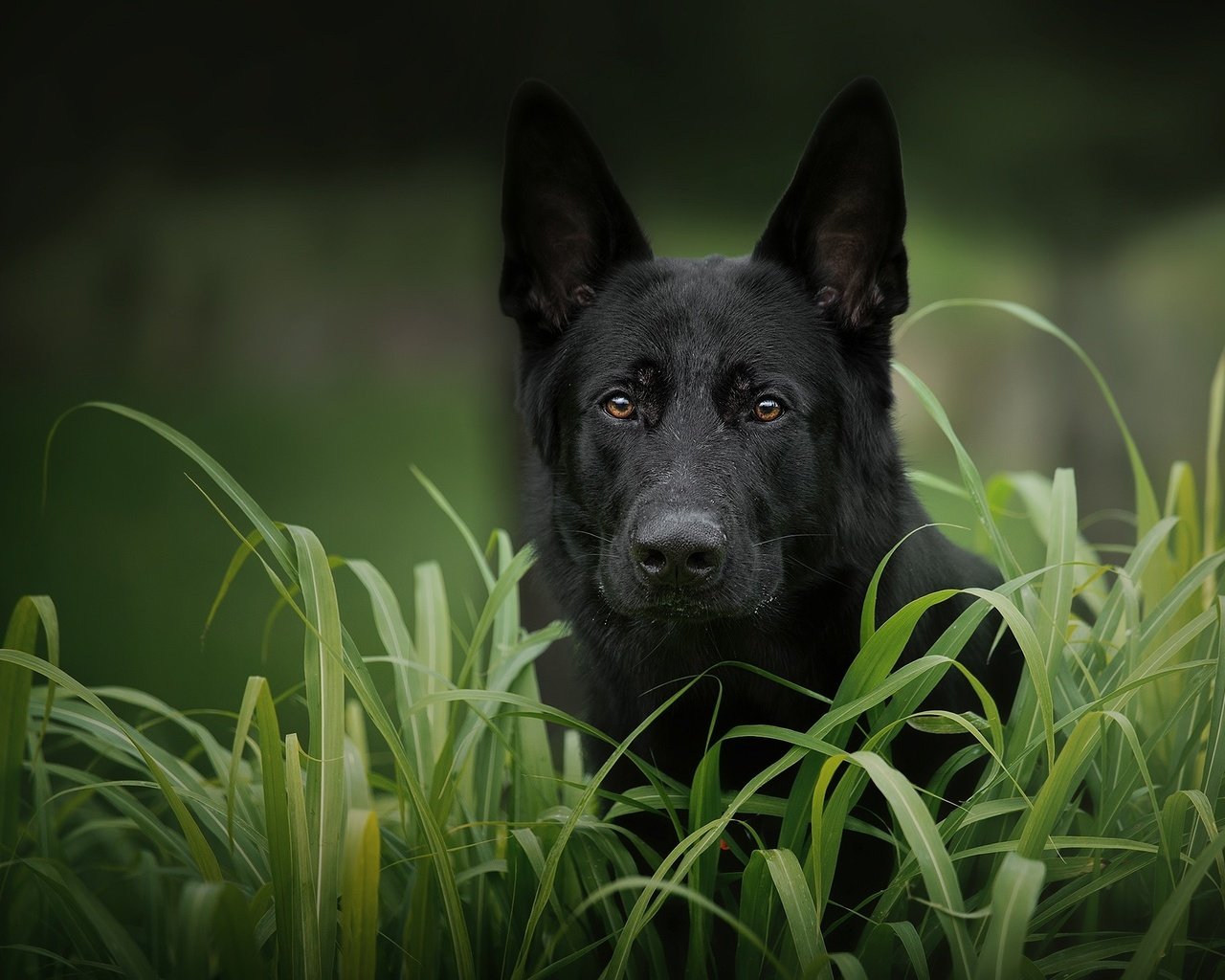 Обои морда, трава, взгляд, собака, черная, немецкая овчарка, face, grass, look, dog, black, german shepherd разрешение 2048x1365 Загрузить