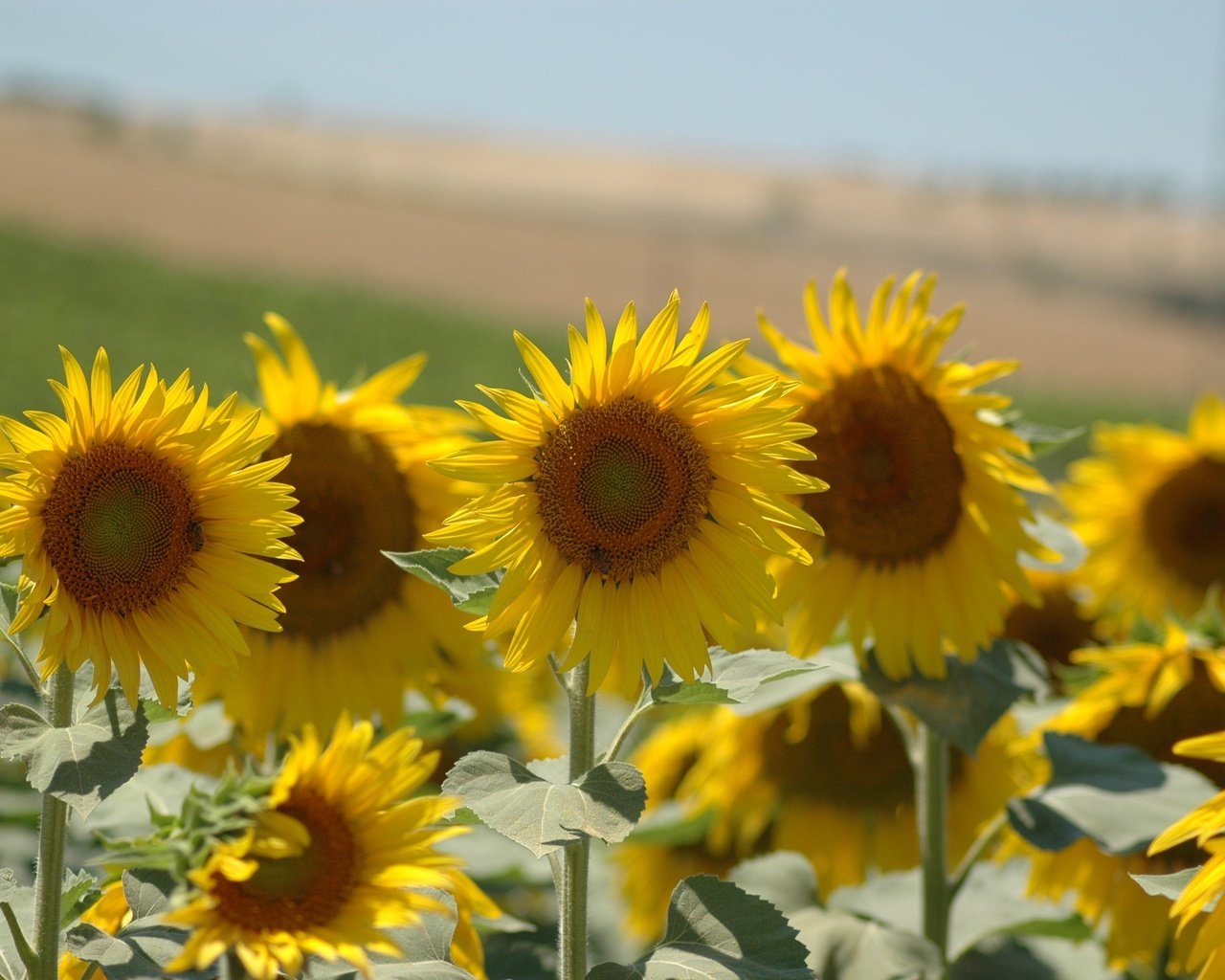 Обои листья, лепестки, подсолнухи, стебли, желтые, leaves, petals, sunflowers, stems, yellow разрешение 3008x2000 Загрузить