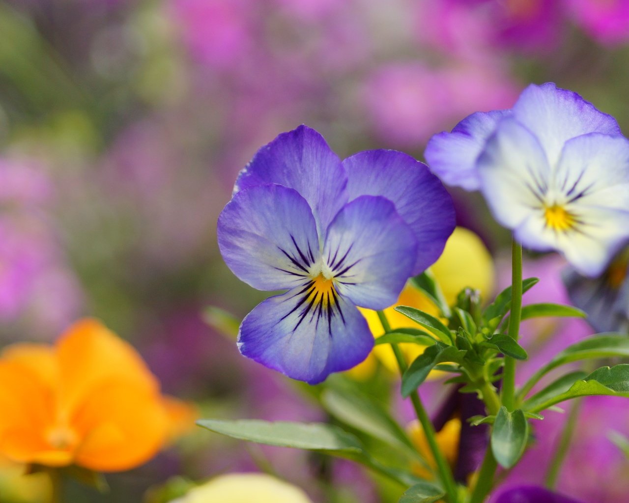 Обои цветы, лепестки, размытость, анютины глазки, фиалки, виола, flowers, petals, blur, pansy, violet, viola разрешение 6000x4000 Загрузить