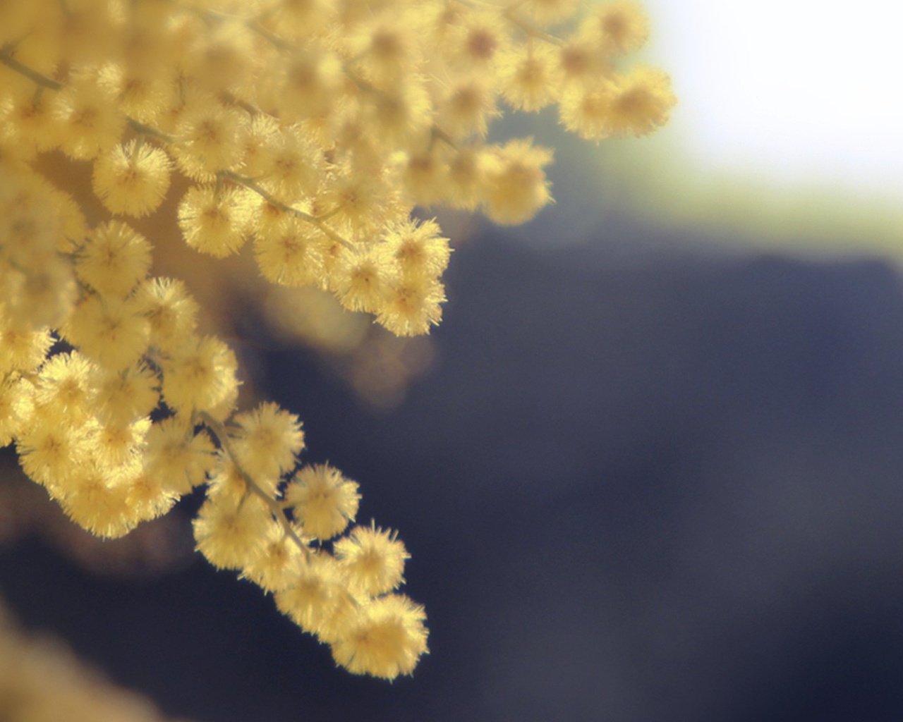 Обои цветы, весна, желтые, акация, мимоза, акация серебристая, flowers, spring, yellow, acacia, mimosa, acacia silver разрешение 1920x1080 Загрузить