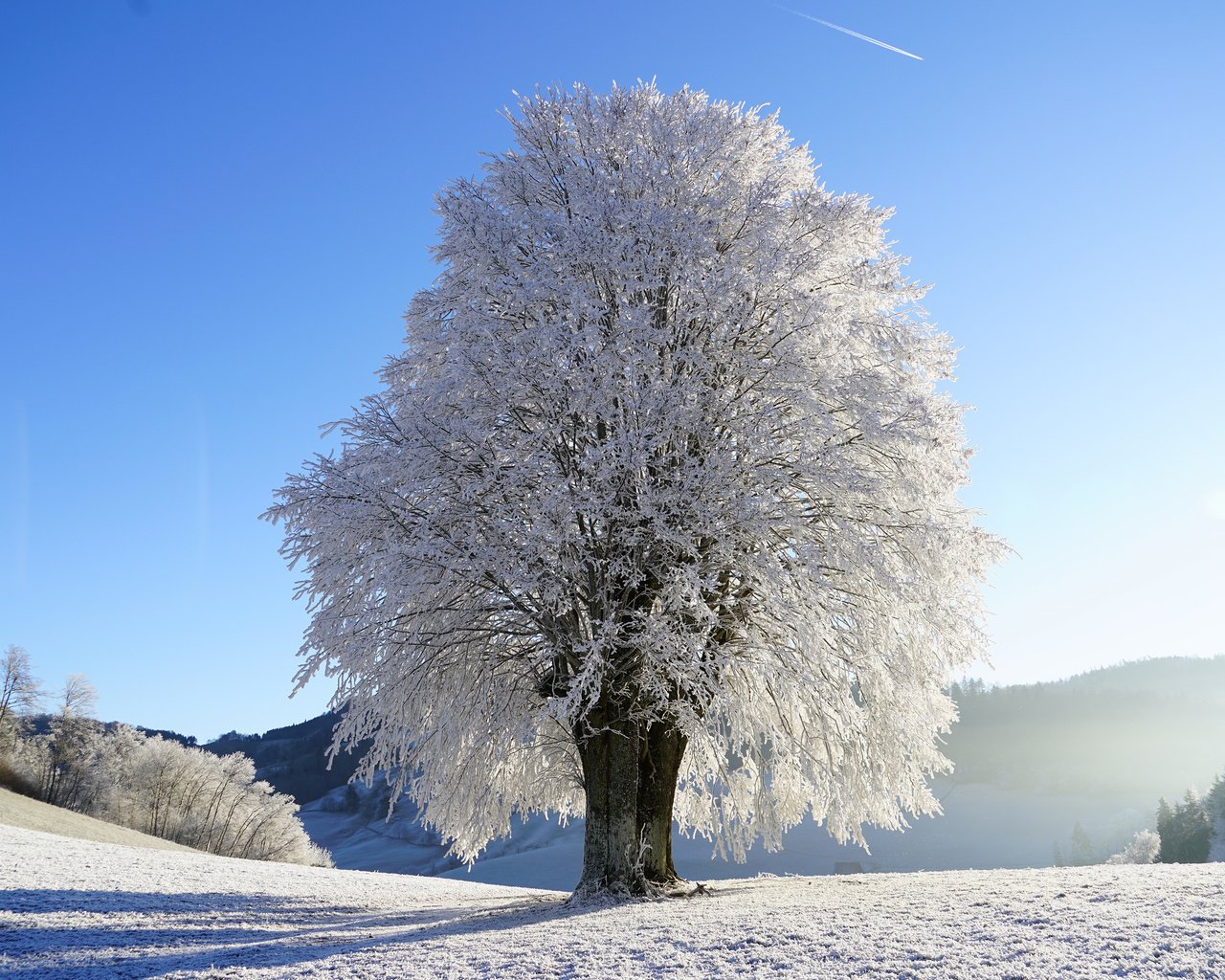 Обои небо, снег, природа, дерево, зима, пейзаж, иней, the sky, snow, nature, tree, winter, landscape, frost разрешение 3840x2400 Загрузить