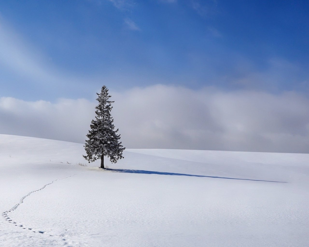Обои небо, облака, снег, елка, зима, ель, следы, the sky, clouds, snow, tree, winter, spruce, traces разрешение 1920x1080 Загрузить