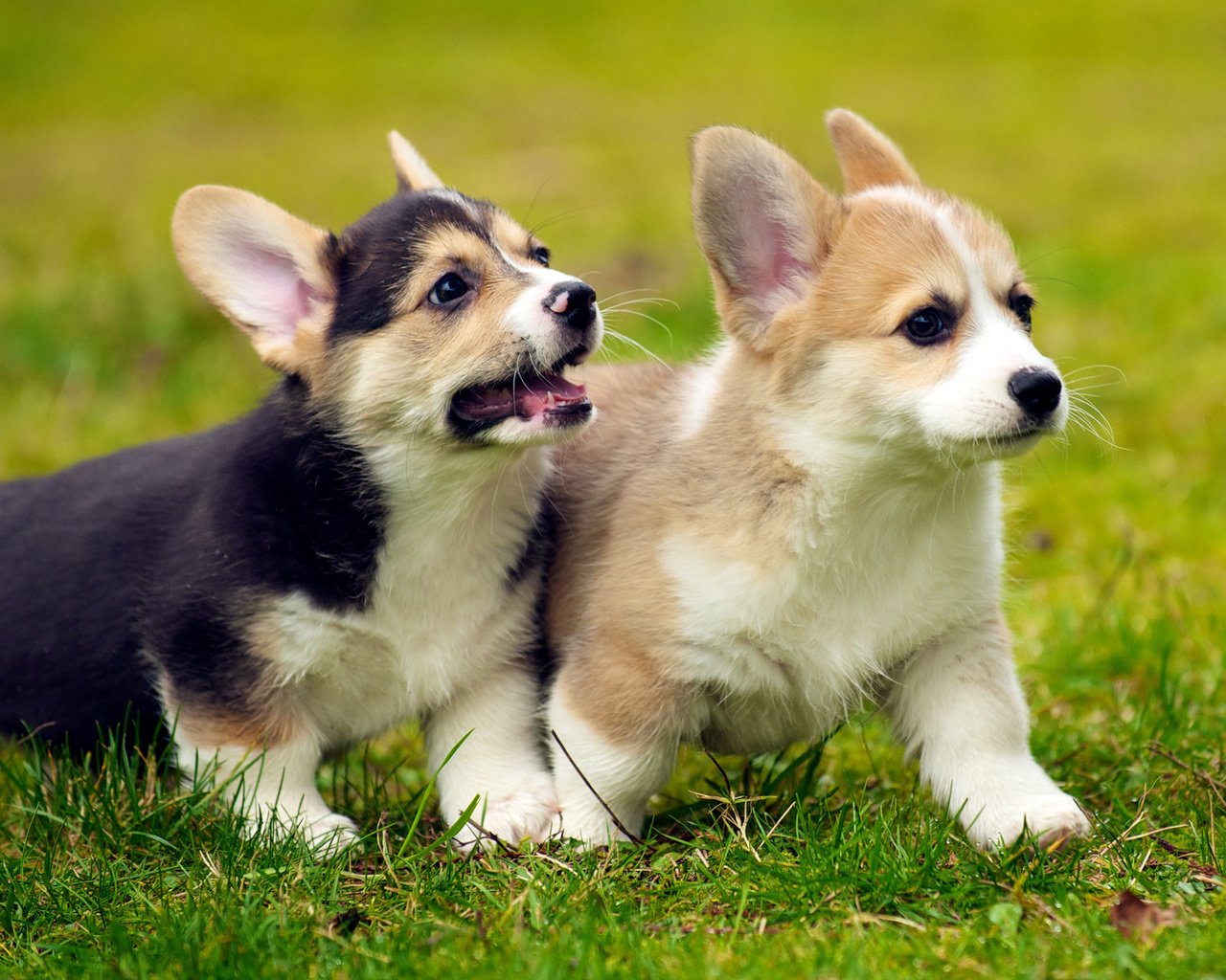 Обои трава, щенок, щенки, собаки, вельш-корги, корги, grass, puppy, puppies, dogs, welsh corgi, corgi разрешение 2880x1800 Загрузить