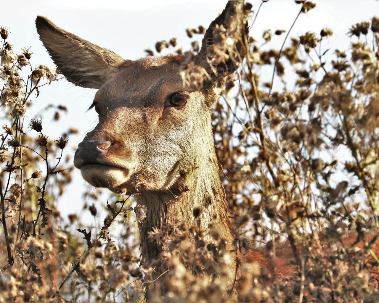 Обои морда, природа, растения, олень, животное, лань, face, nature, plants, deer, animal, doe разрешение 5251x3501 Загрузить