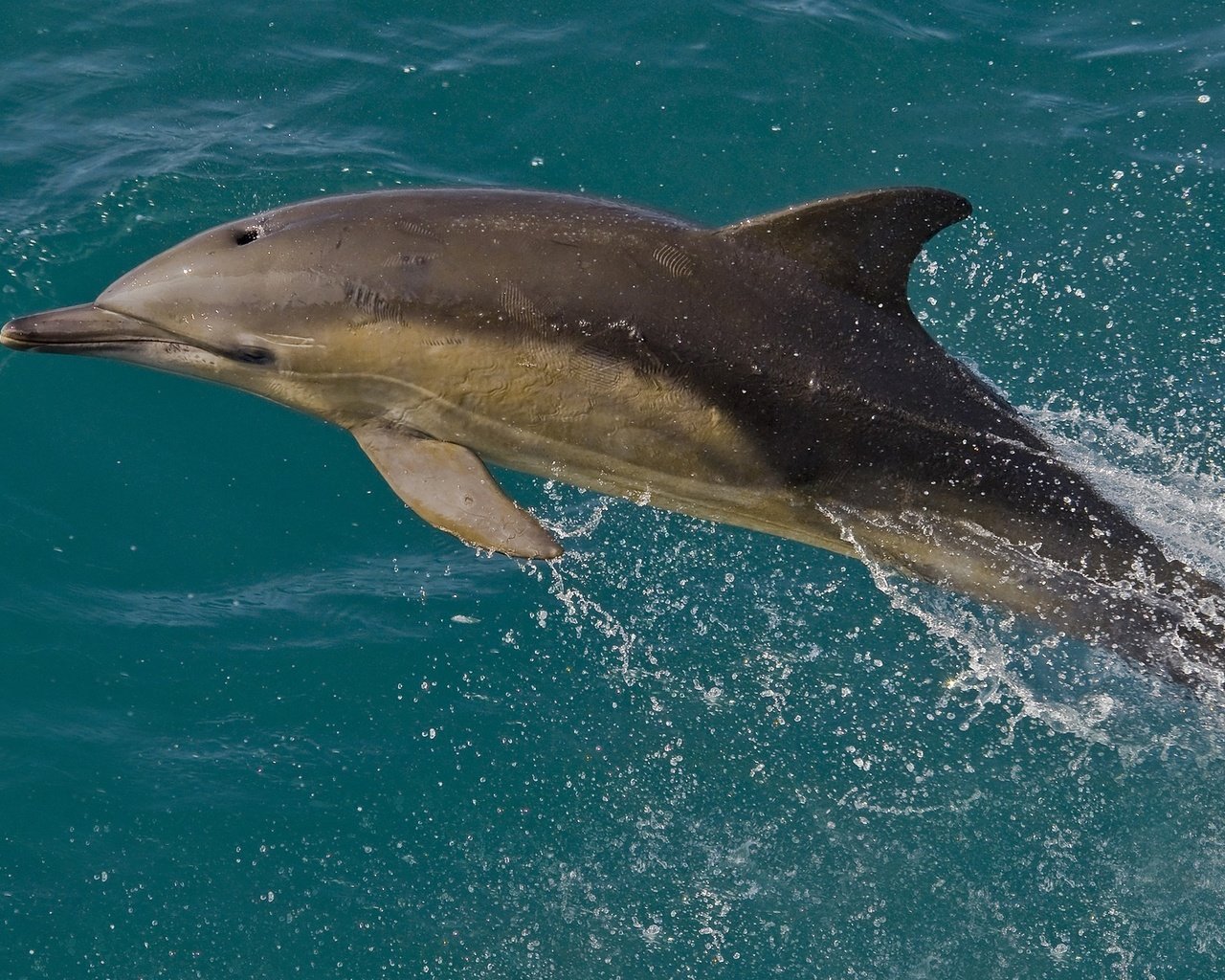 Обои вода, дельфин, афалина, белобочка, water, dolphin разрешение 2048x1345 Загрузить