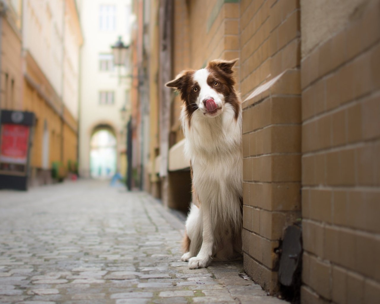 Обои мордочка, взгляд, стена, собака, улица, бордер-колли, muzzle, look, wall, dog, street, the border collie разрешение 1925x1198 Загрузить