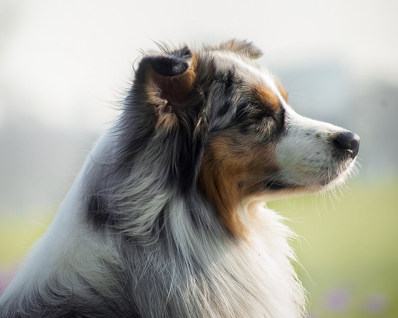 Обои мордочка, взгляд, собака, профиль, австралийская овчарка, muzzle, look, dog, profile, australian shepherd разрешение 1921x1081 Загрузить