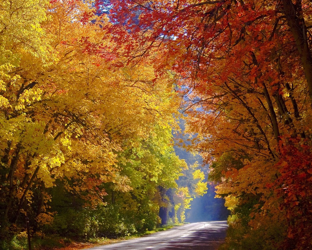 Обои дорога, деревья, лес, осень, солнечный свет, road, trees, forest, autumn, sunlight разрешение 2560x1707 Загрузить