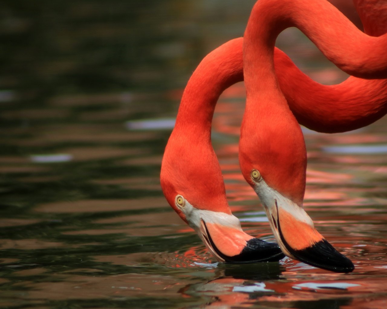 Обои вода, фламинго, птицы, клюв, шея, дуэт, water, flamingo, birds, beak, neck, duo разрешение 5692x3690 Загрузить