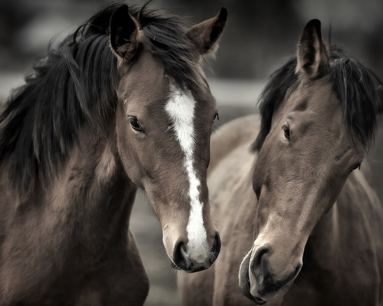 Обои лошади, кони, грива, horse, horses, mane разрешение 2048x1365 Загрузить