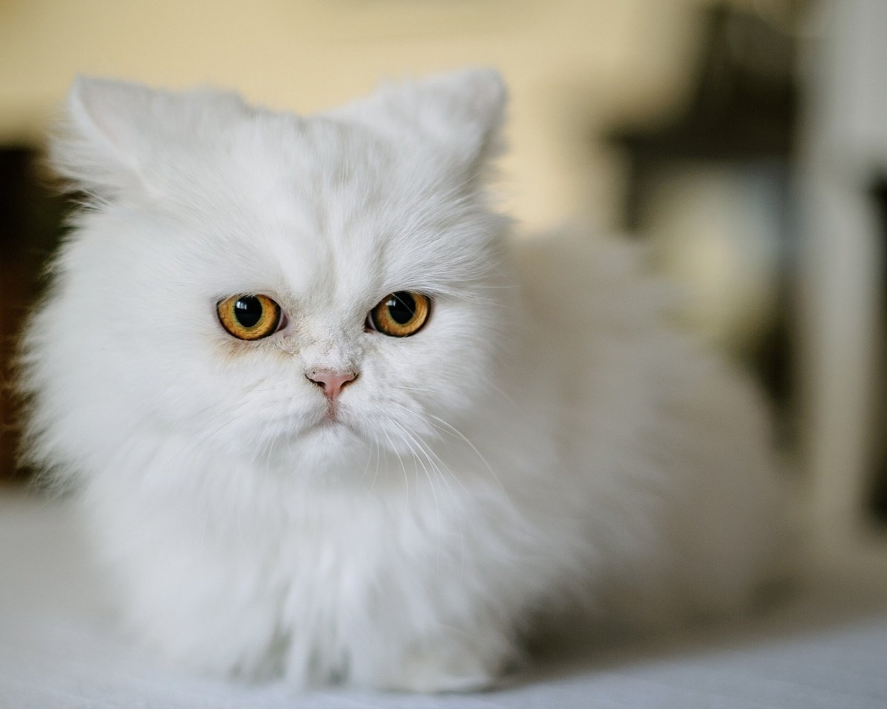 Обои мордочка, кошка, взгляд, белая, персидская кошка, muzzle, cat, look, white, persian cat разрешение 1920x1200 Загрузить